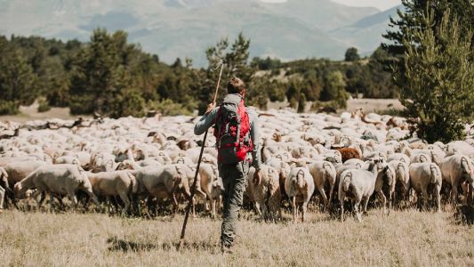 ENTRE OVEJAS: Zacarías